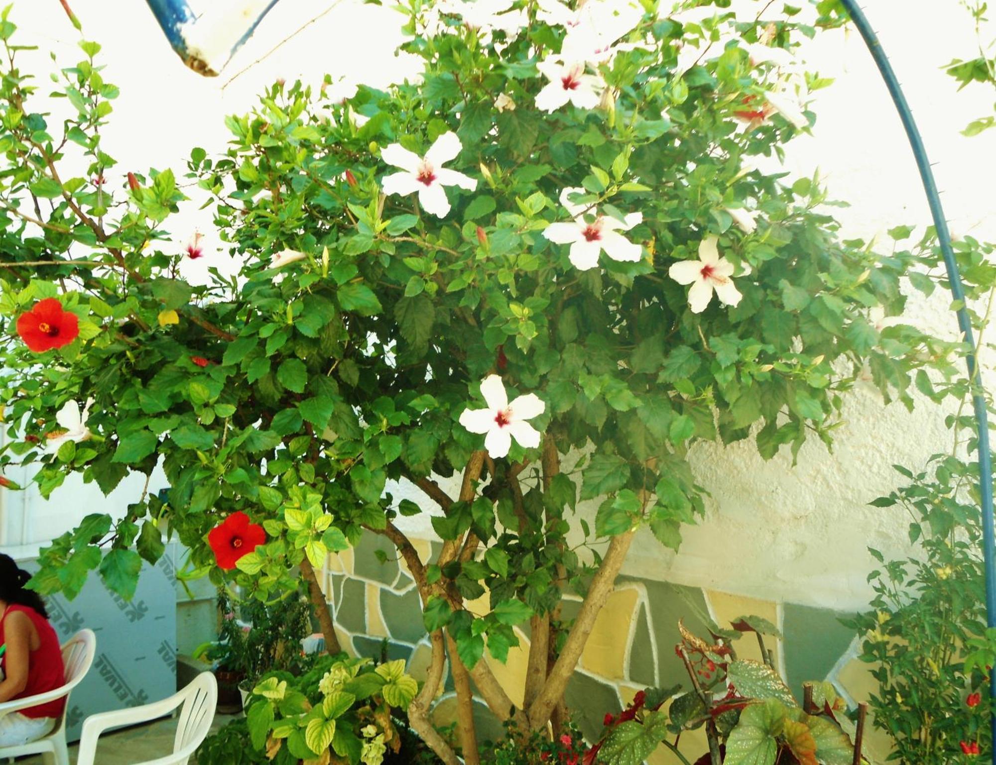 Apollonia Apartments Agia Pelagia  Buitenkant foto
